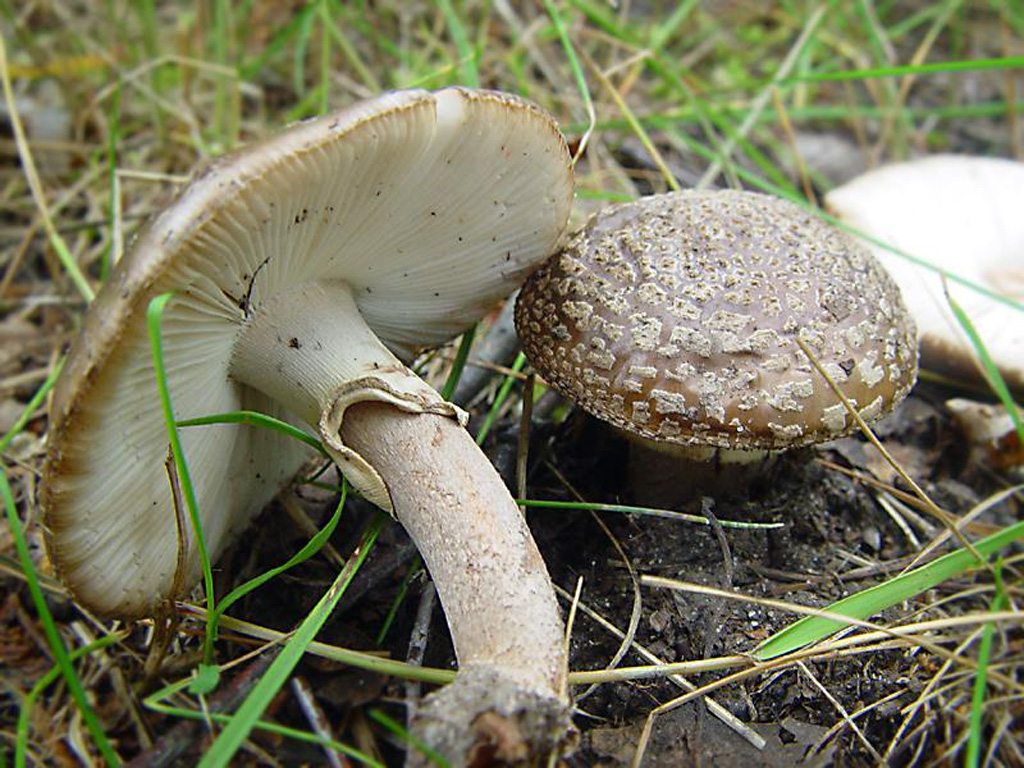 Porphyrbrauner Wulstling — Fotos 2