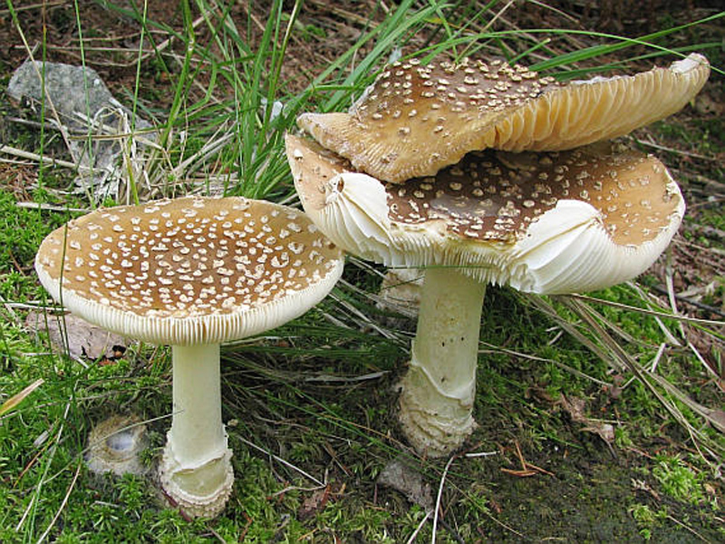 Königs-Fliegenpilz — Fotos 1