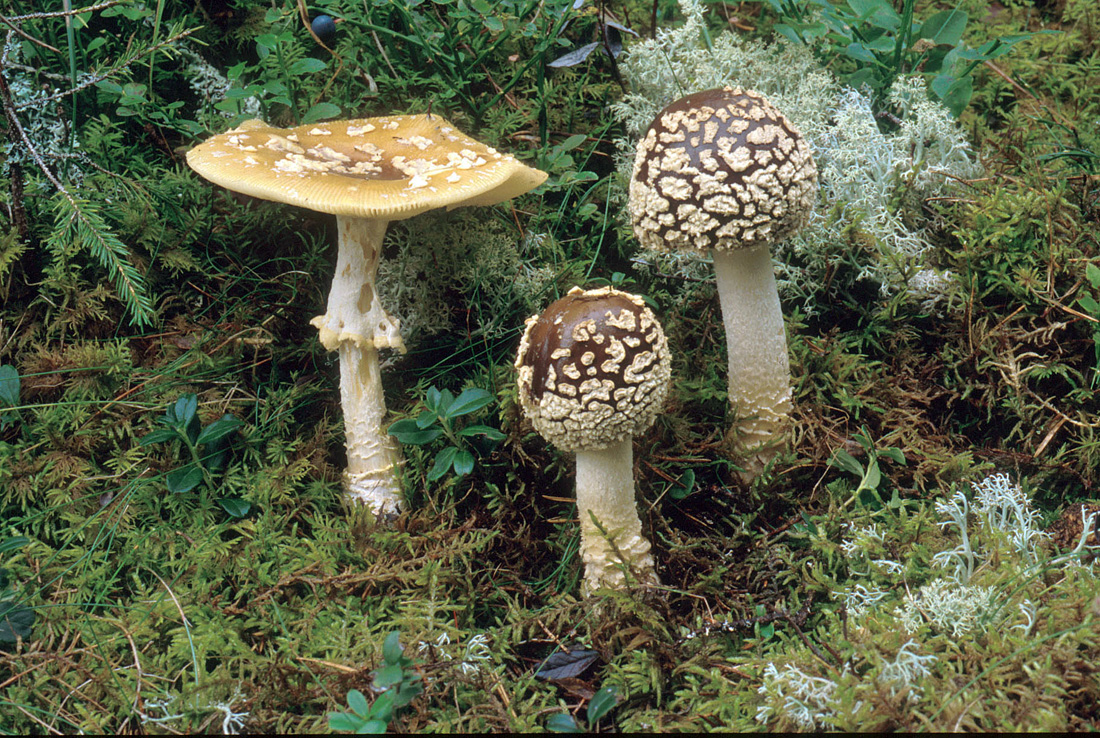 Königs-Fliegenpilz — Fotos 2