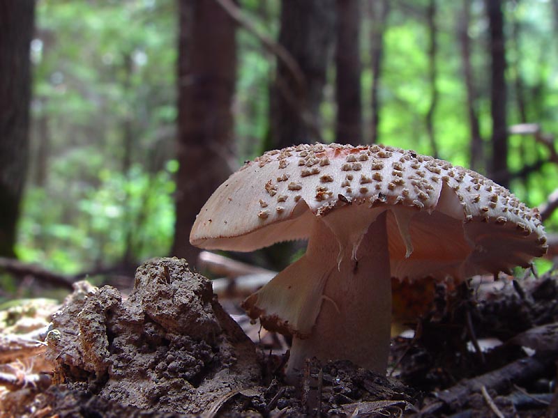 Мухомор серо-розовый — Фотографии 2