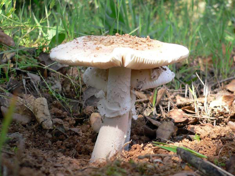Мухомор весенний — Фотографии 3
