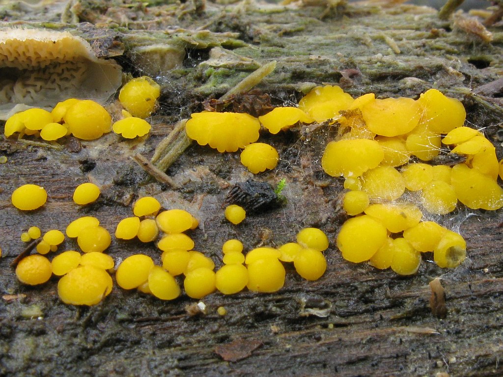 Zitronengelbes Reisigbecherchen — Fotos 1