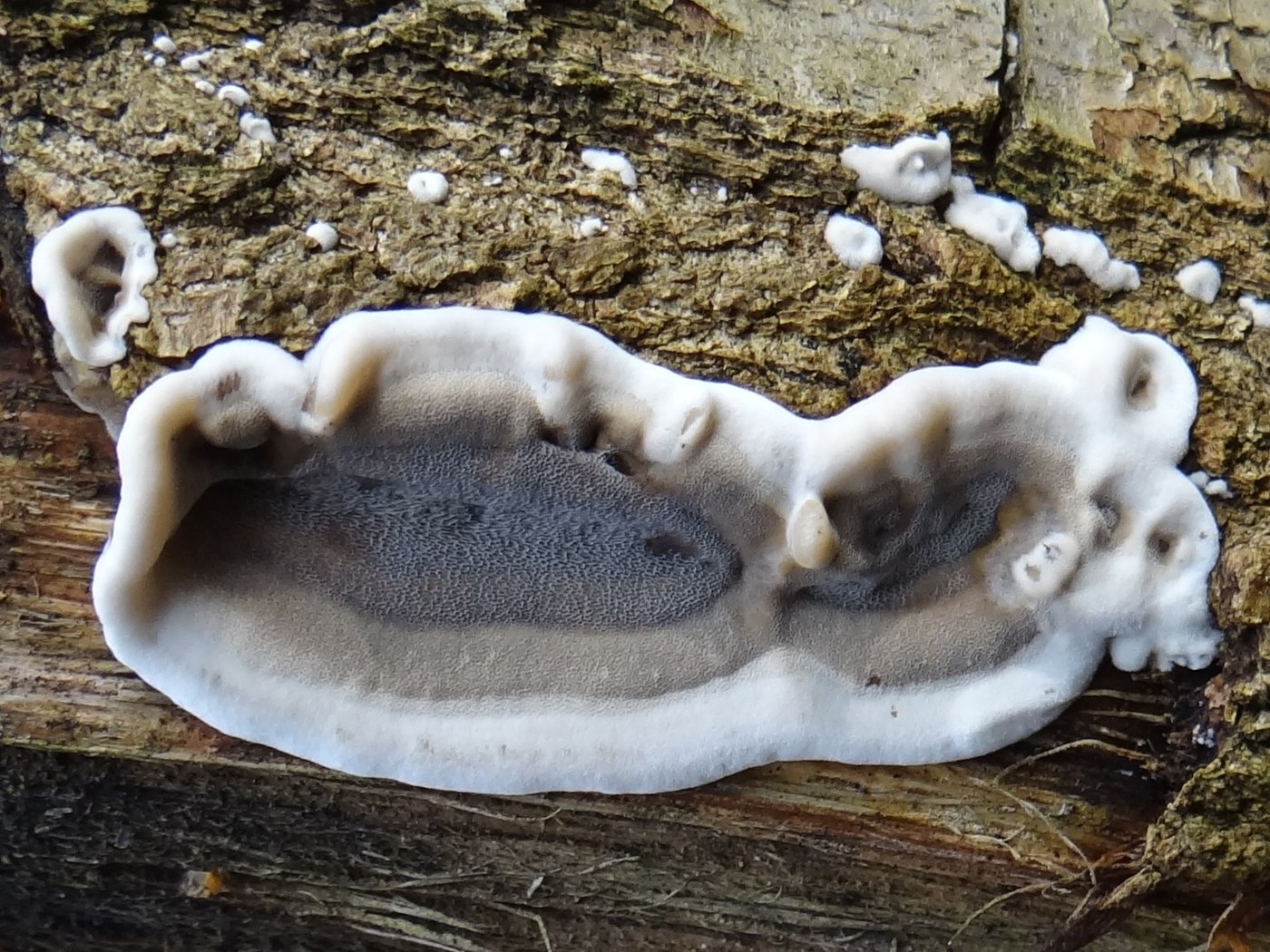 Angebrannter Rauchporling — Fotos 1