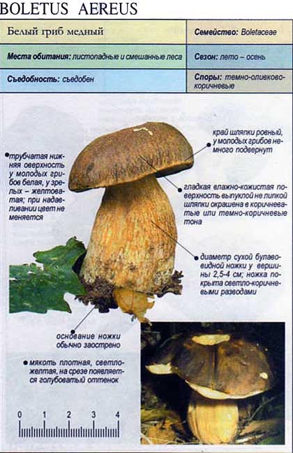 Белый гриб, форма темно-бронзовая — Фотографии 5
