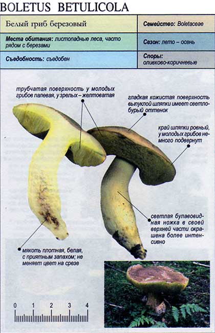 Белый гриб березовый — Фотографии 4