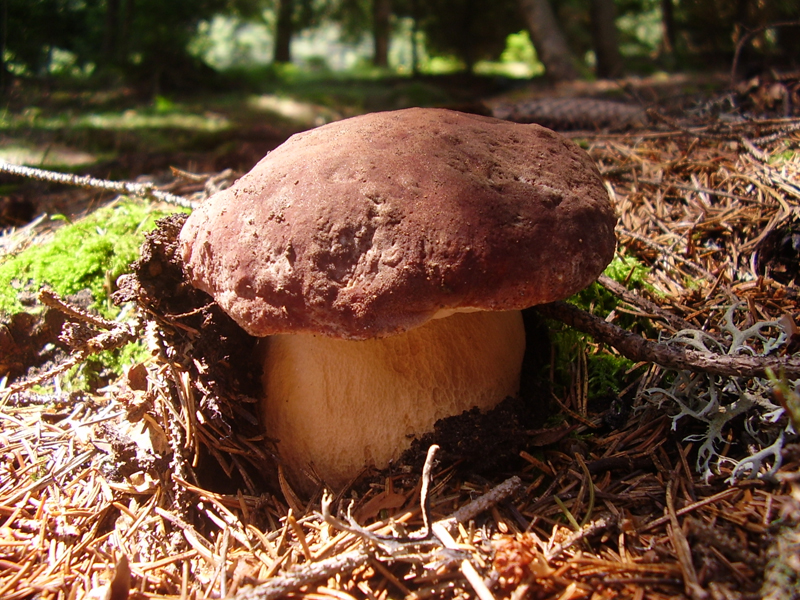 Kiefern-Steinpilz — Fotos 1