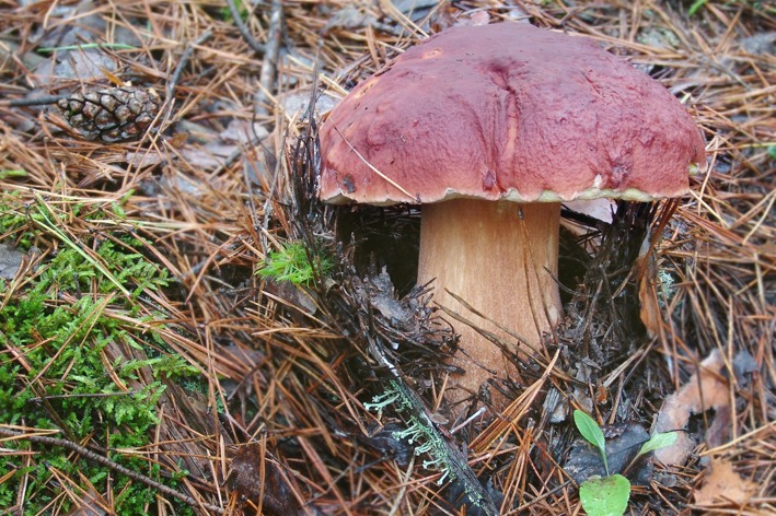 Kiefern-Steinpilz — Fotos 2