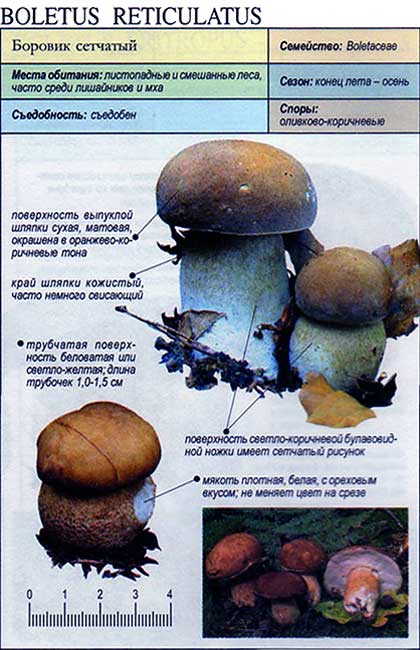 Белый гриб дубовый — Фотографии 6