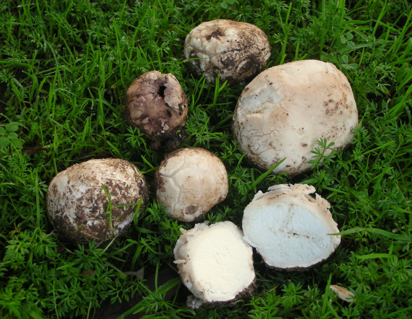 Tumbling puffball — Photographs 1