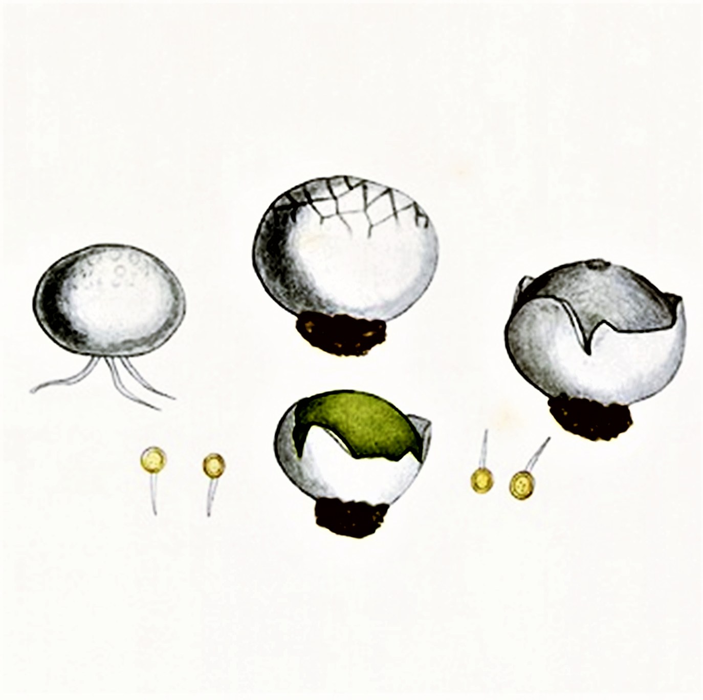 Tumbling puffball — Photographs 2