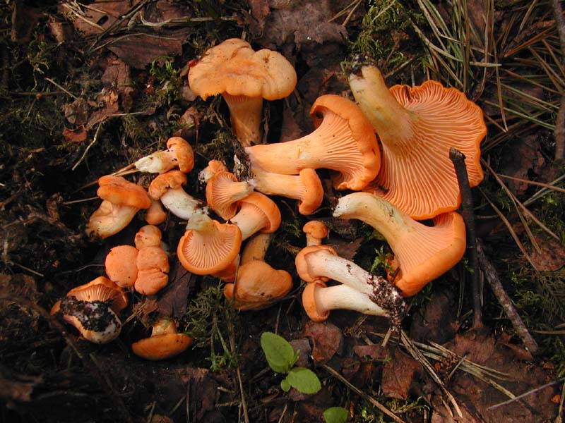Golden chanterelle — Photographs 1