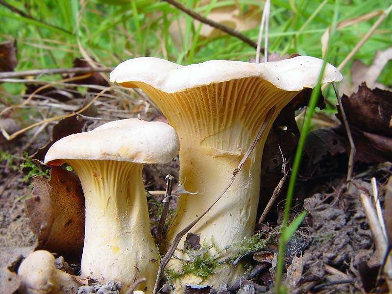 Golden chanterelle — Photographs 2
