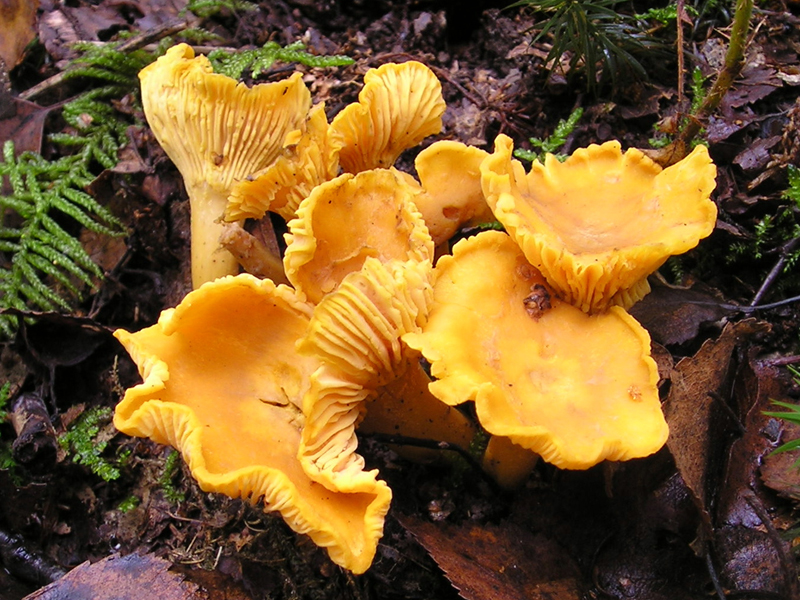 Golden chanterelle — Photographs 3