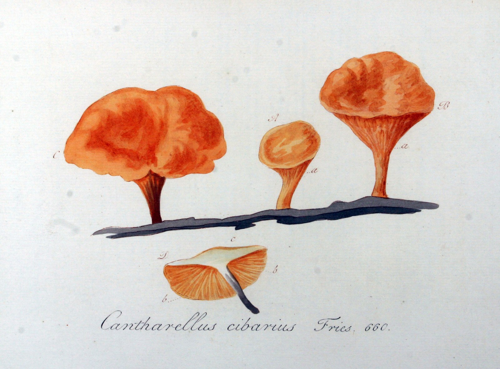 Golden chanterelle — Photographs 4