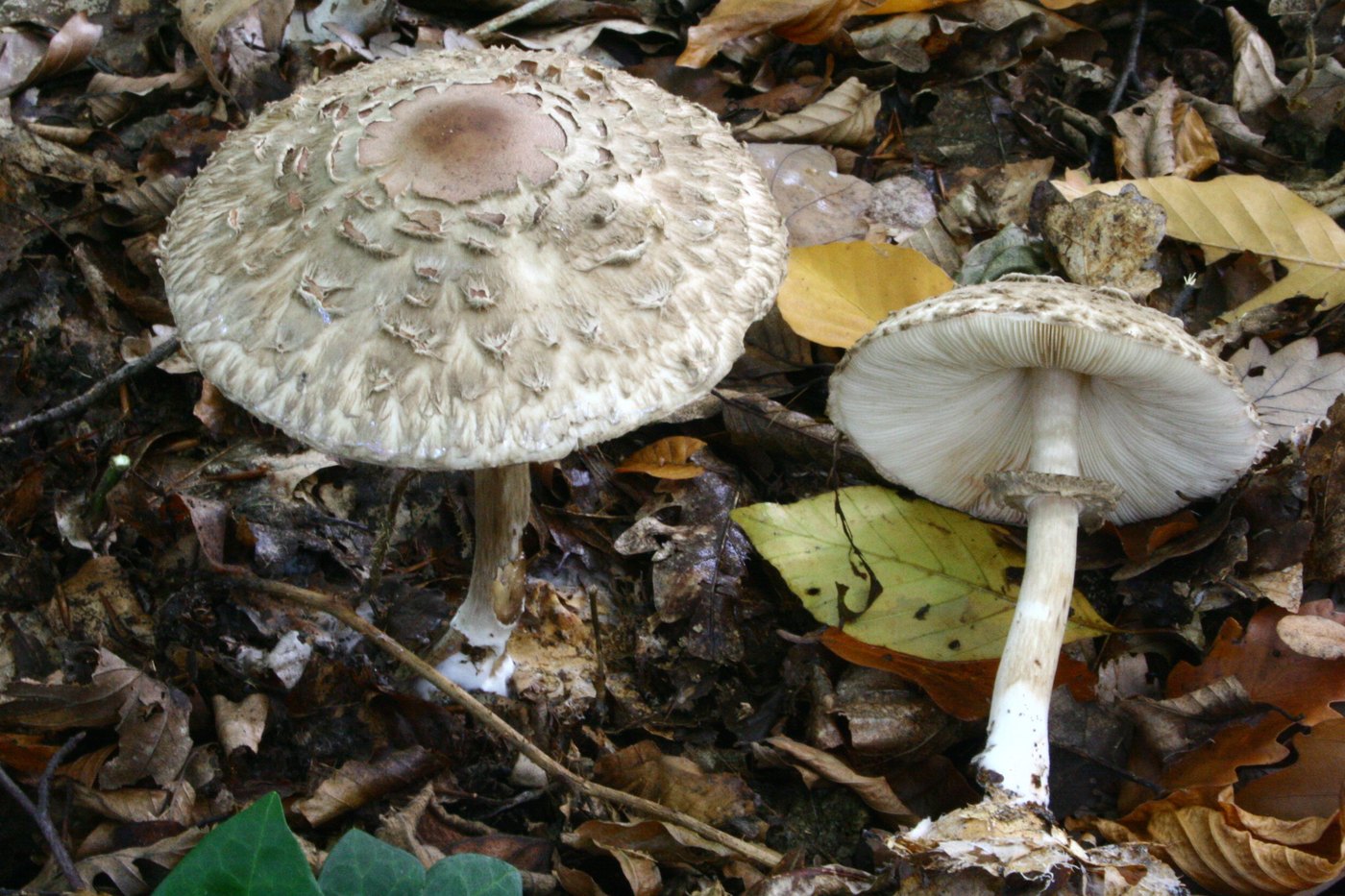 Gemeiner Safranschirmling — Fotos 1