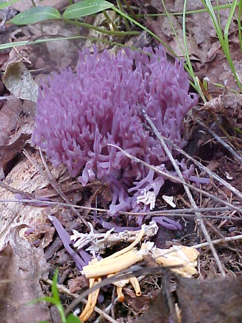 Violetter Keulenpilz — Fotos 2