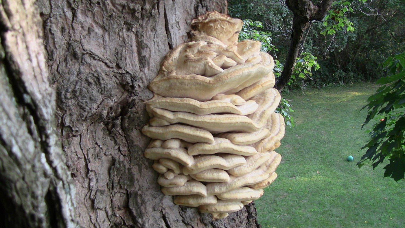 Northern tooth fungus — Photographs 1