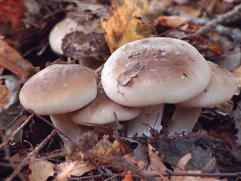 Lepista nebularis — Photographs 1