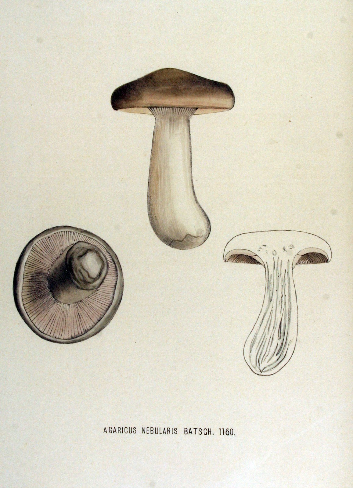 Lepista nebularis — Photographs 3