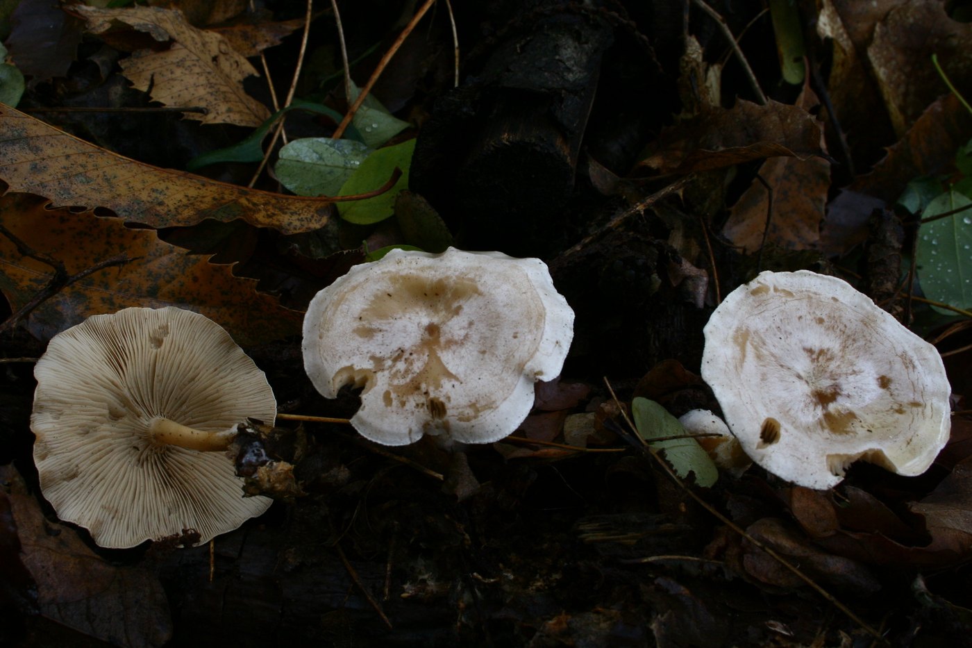 Bleiweißer Firnis-Trichterling — Fotos 1