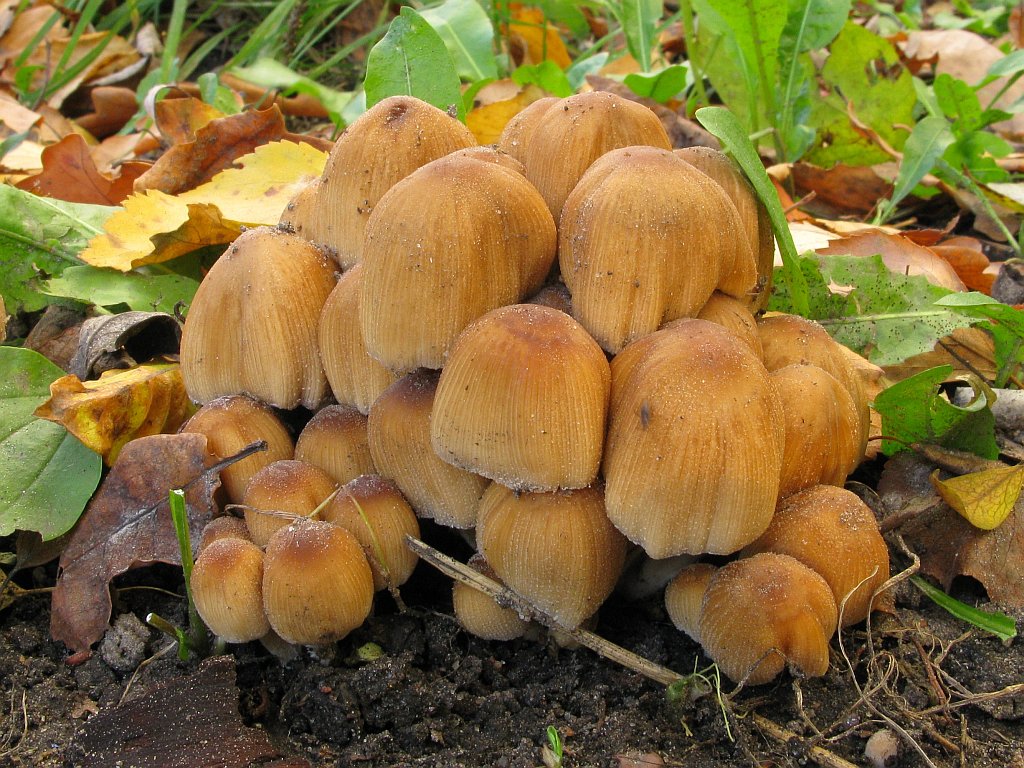 Mica cap — Photographs 1