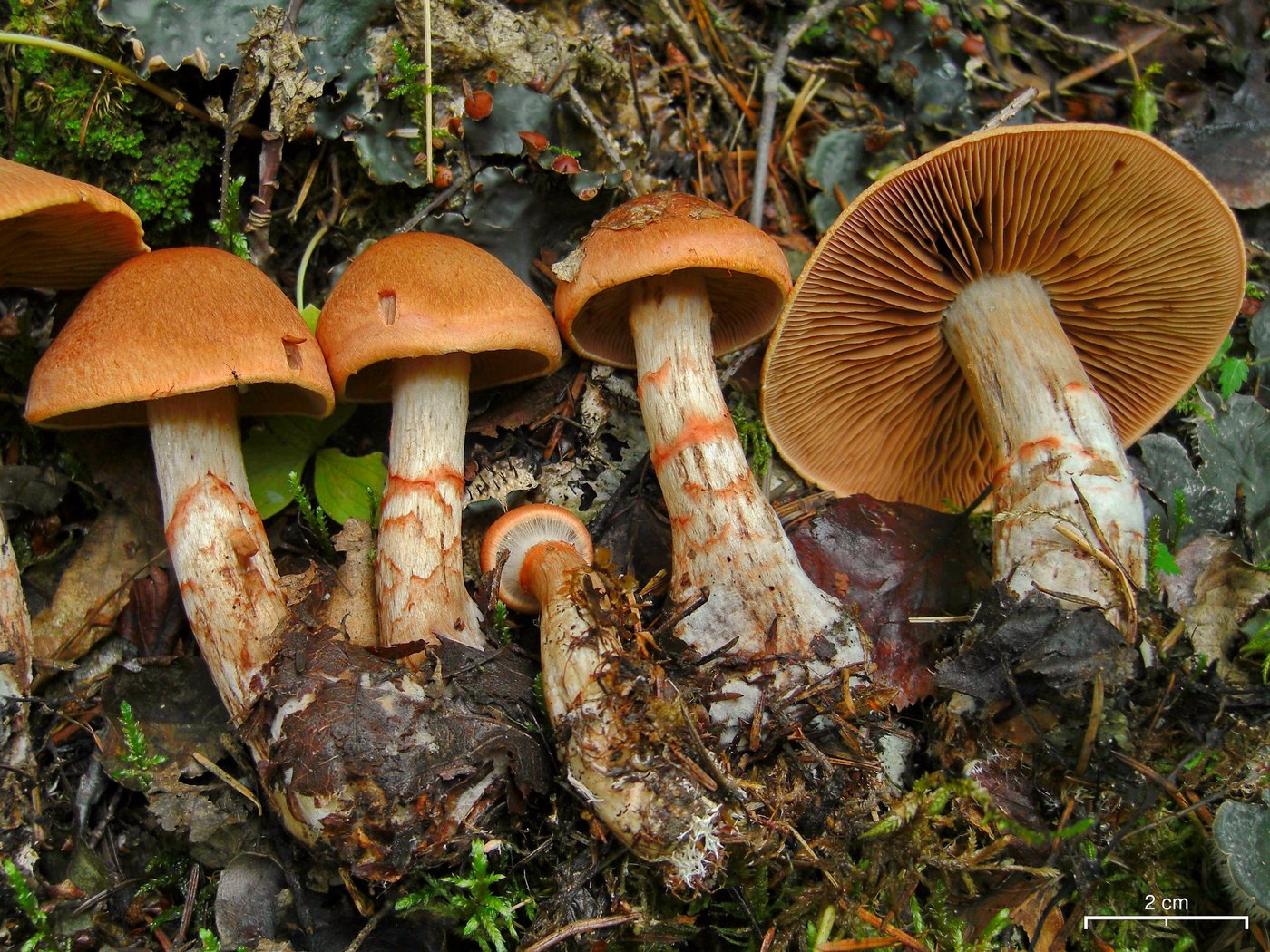 Паутинник браслетчатый — Фотографии 1