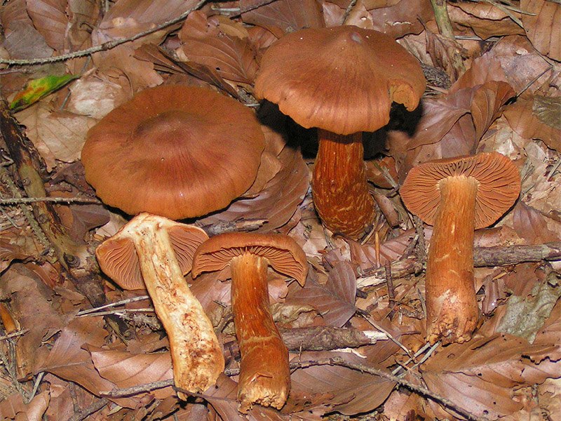 Spitzgebuckelter Raukopf — Fotos 1