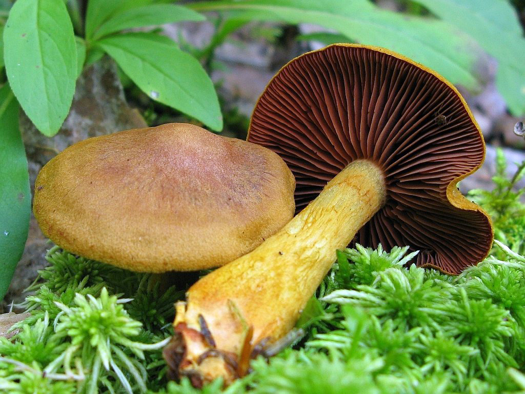 Паутинник краснопластинковый — Фотографии 1