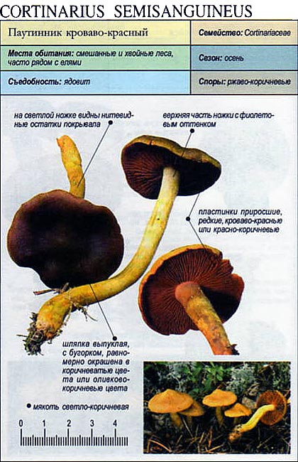 Паутинник краснопластинковый — Фотографии 3