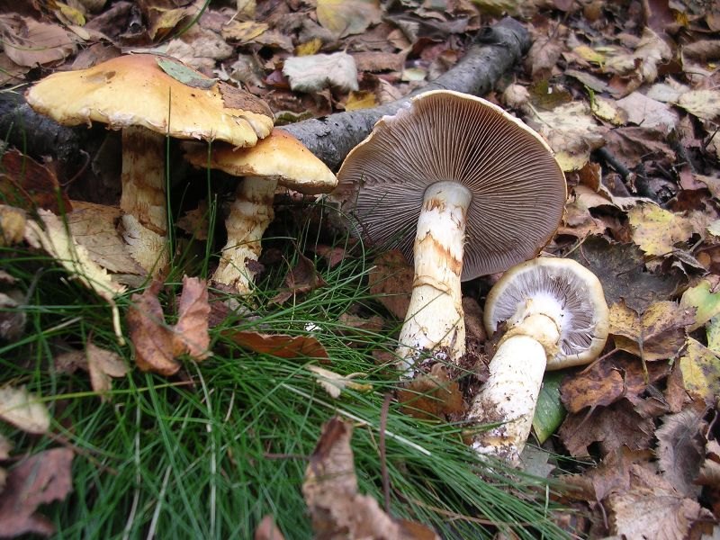 Паутинник триумфальный — Фотографии 1