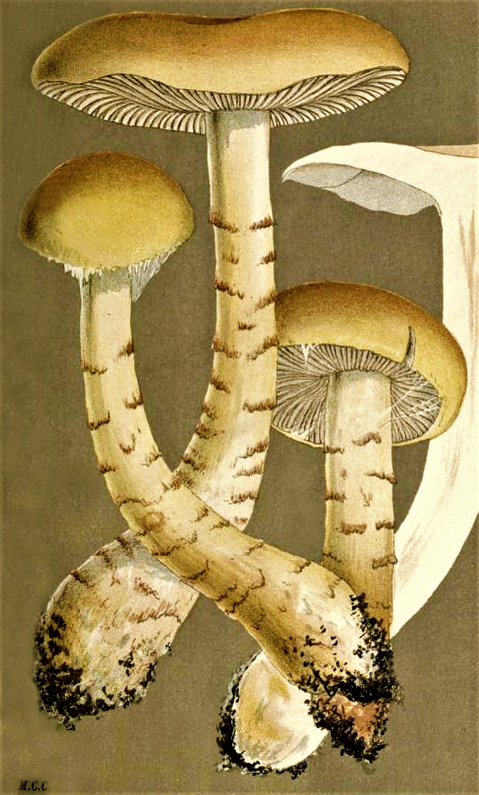 Паутинник триумфальный — Фотографии 2