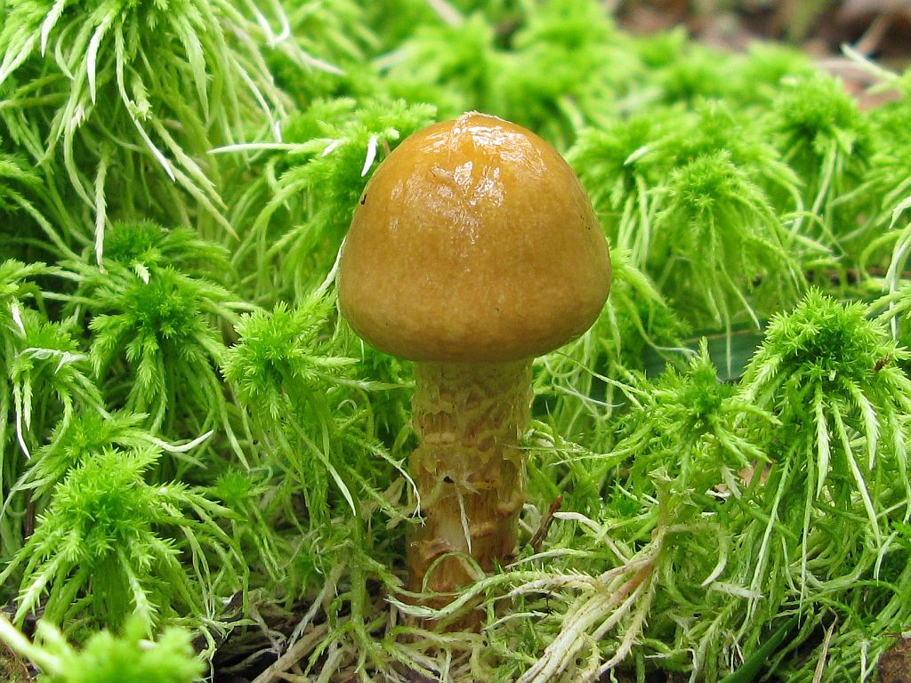 Girdled webcap — Photographs 1