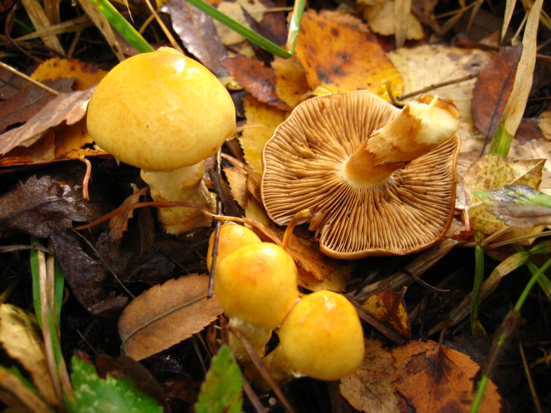 Girdled webcap — Photographs 2