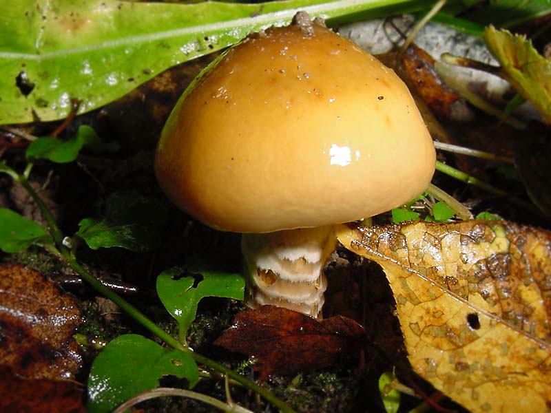 Girdled webcap — Photographs 3