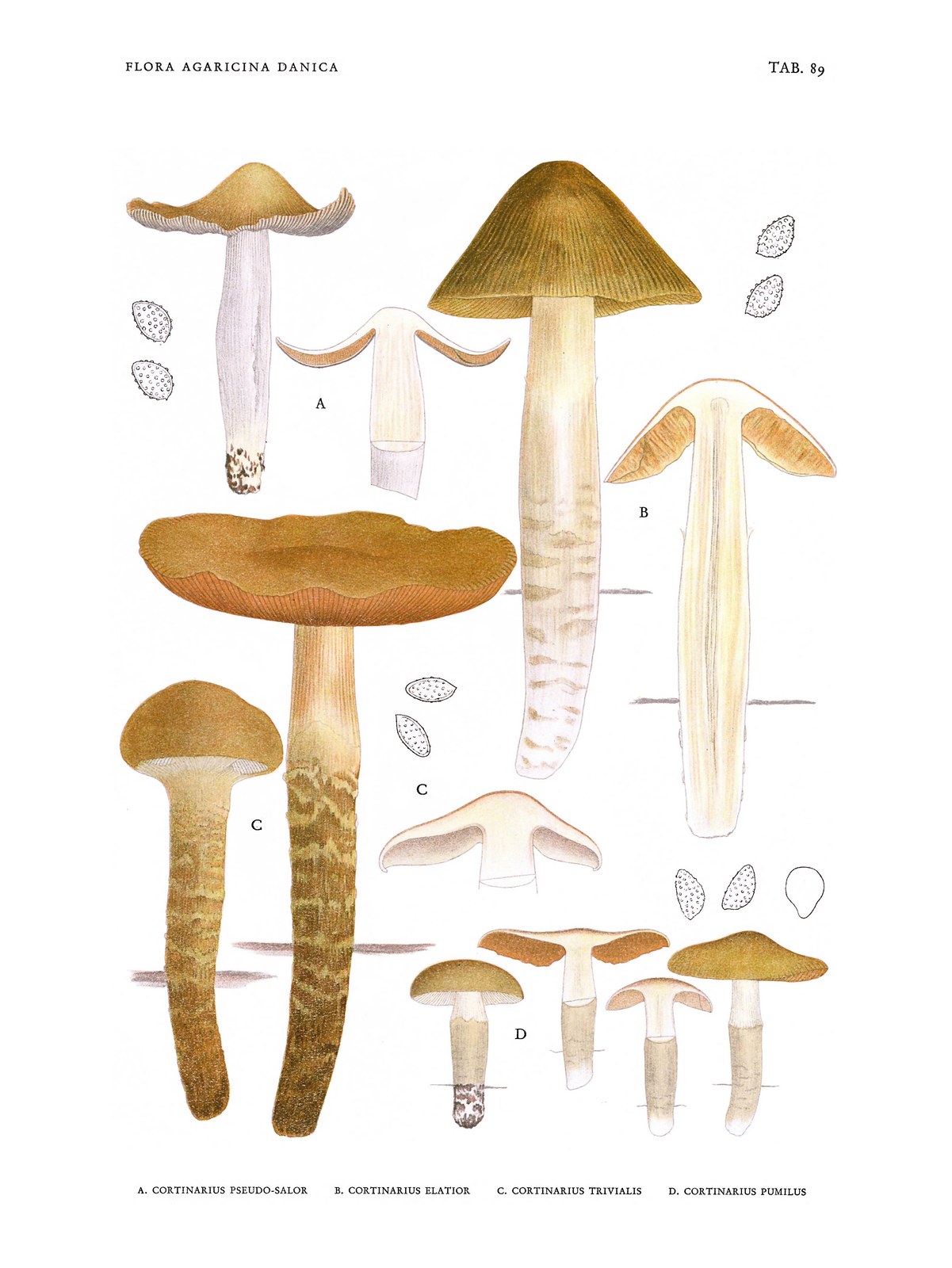 Girdled webcap — Photographs 4