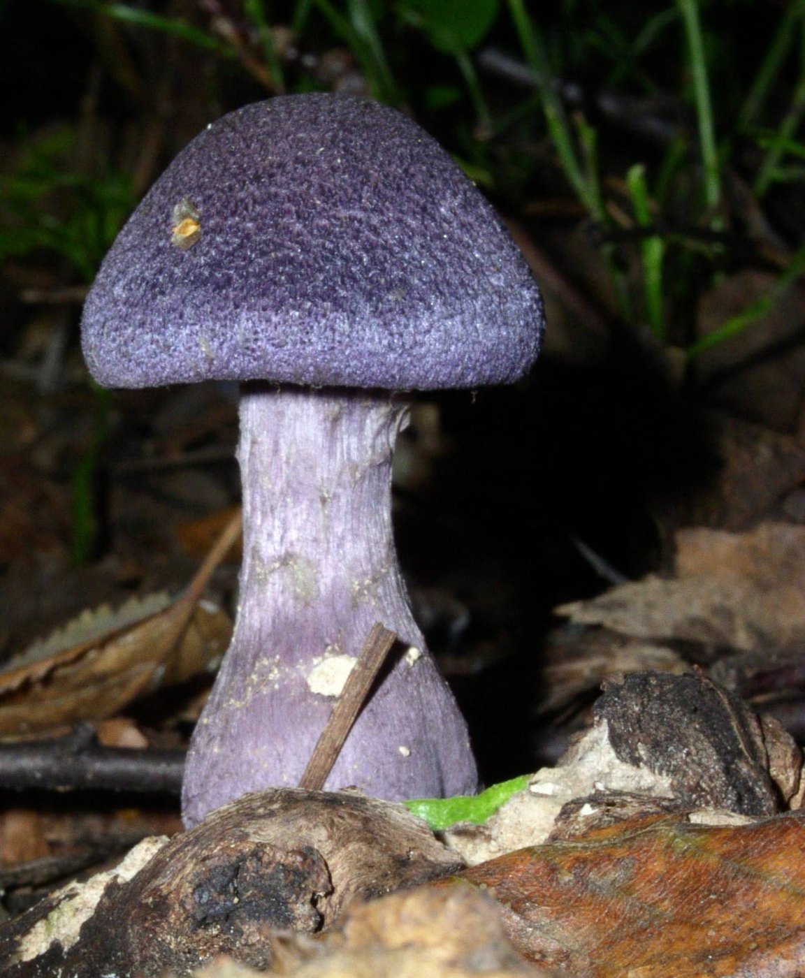 Violet webcap — Photographs 1
