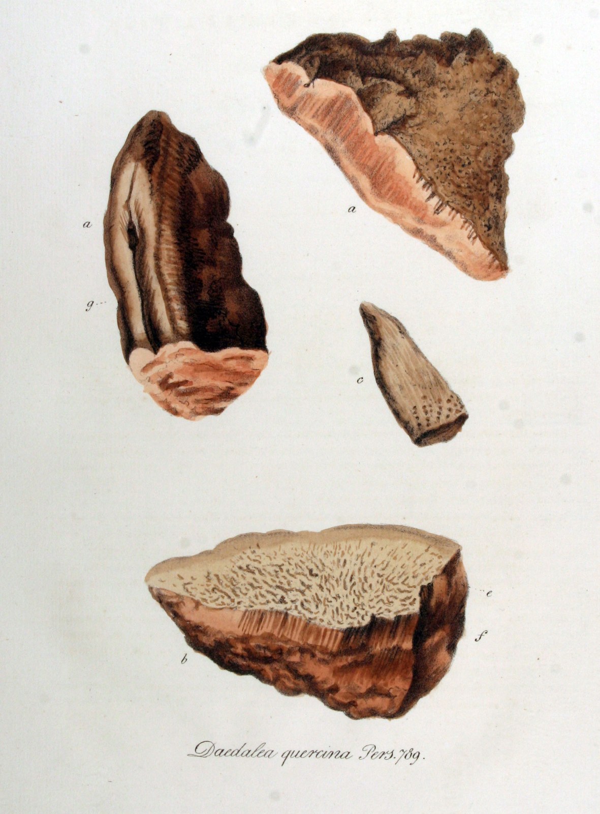 Eichen-Wirrling — Fotos 2