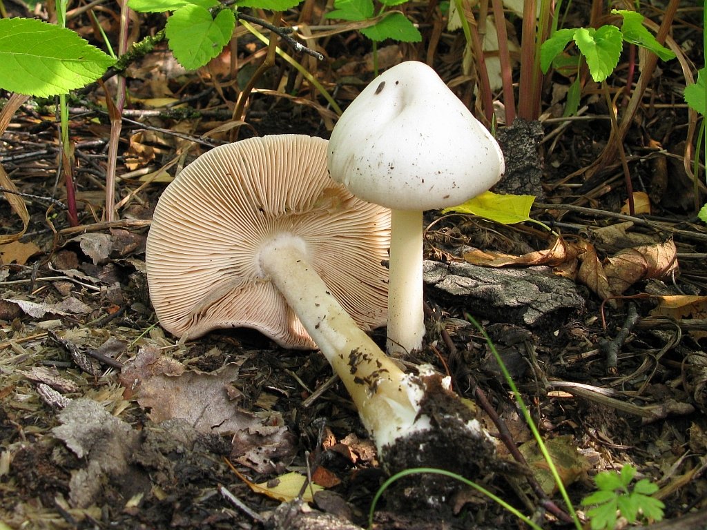 Schild-Rötling — Fotos 1