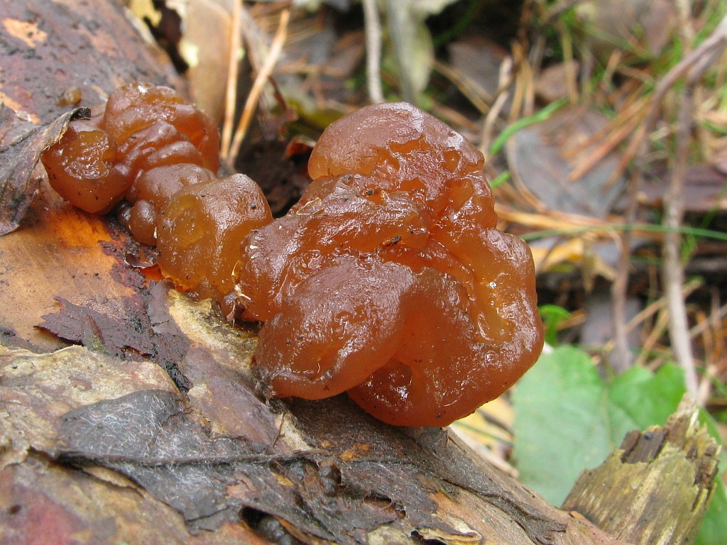 Kandisbrauner Drüsling — Fotos 1