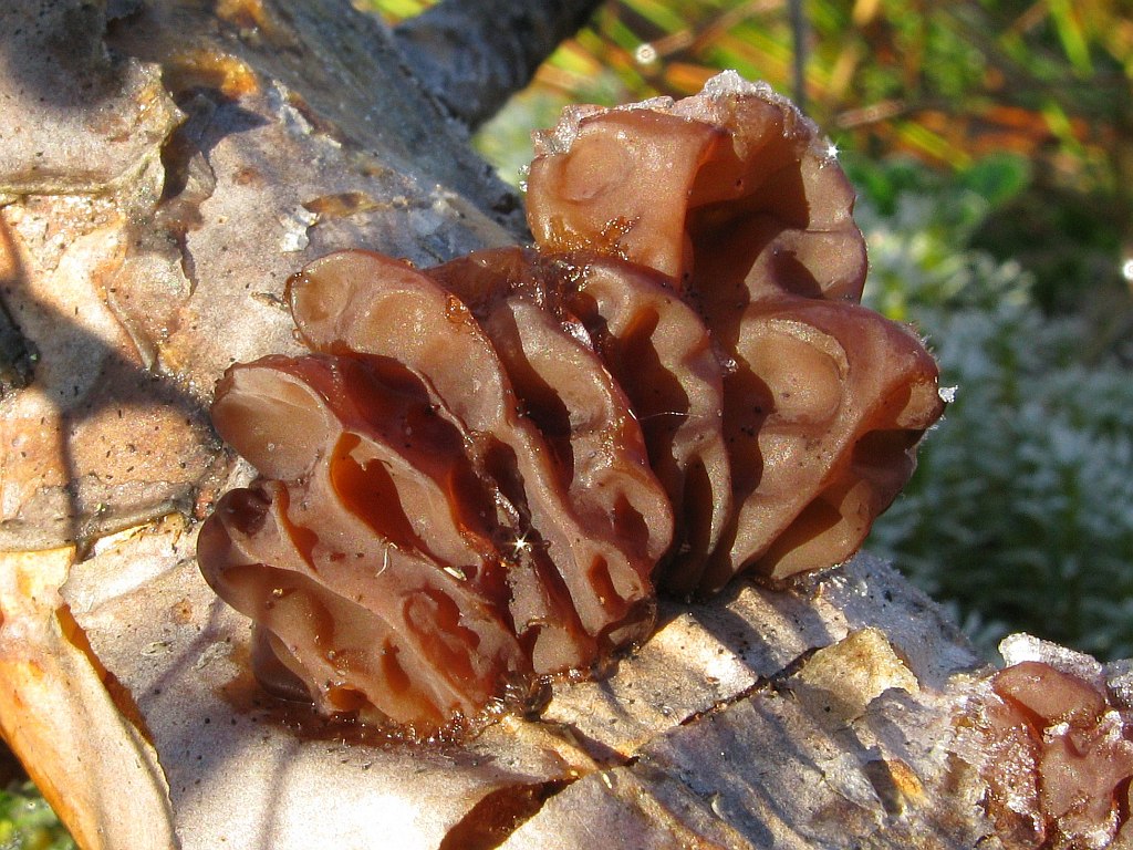 Kandisbrauner Drüsling — Fotos 2