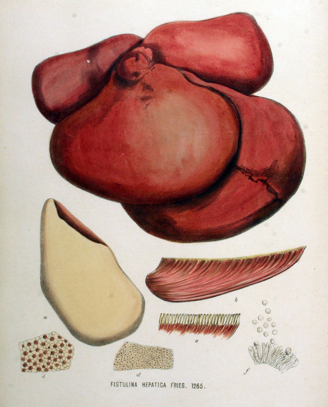 Eichen-Leberreischling — Fotos 2