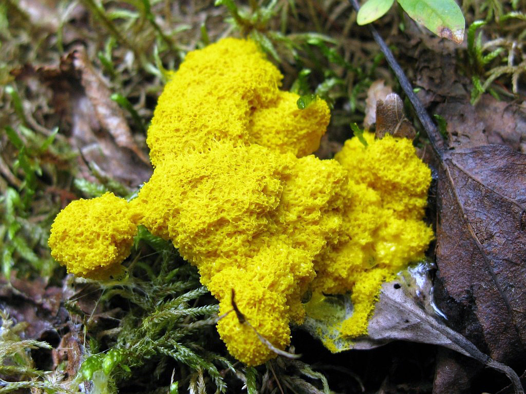 Gelbe Lohblüte — Fotos 1