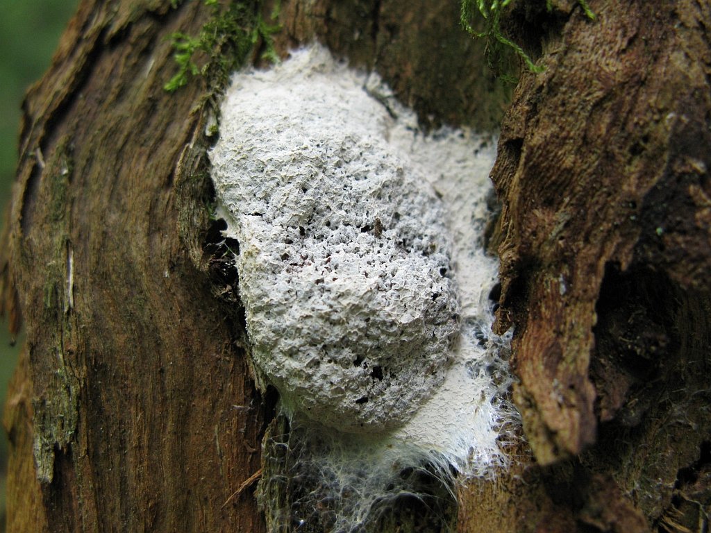 Gelbe Lohblüte — Fotos 2
