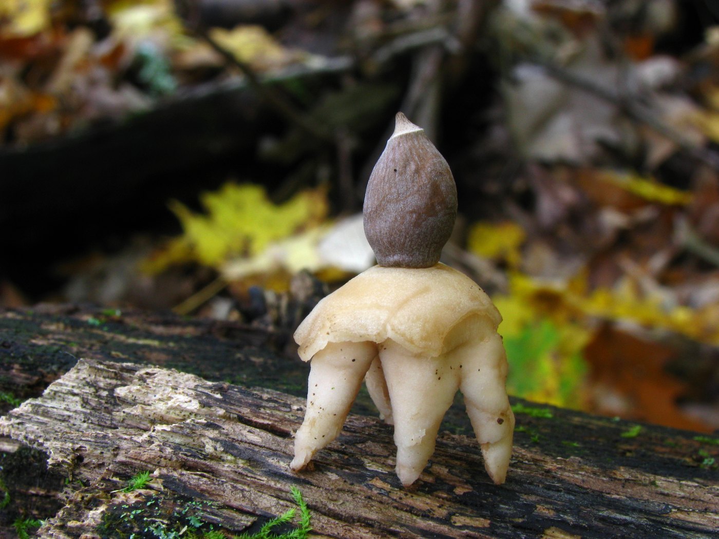 Rayed earthstar — Photographs 1