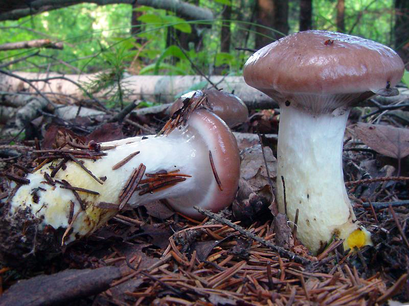 Glutinous gomphidius — Photographs 1