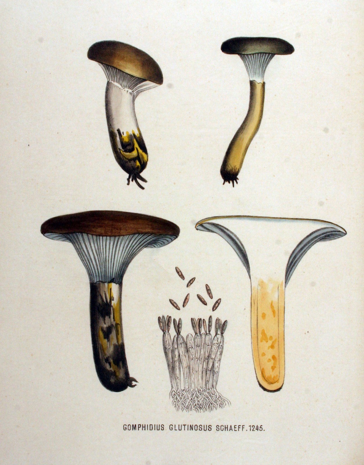 Glutinous gomphidius — Photographs 2