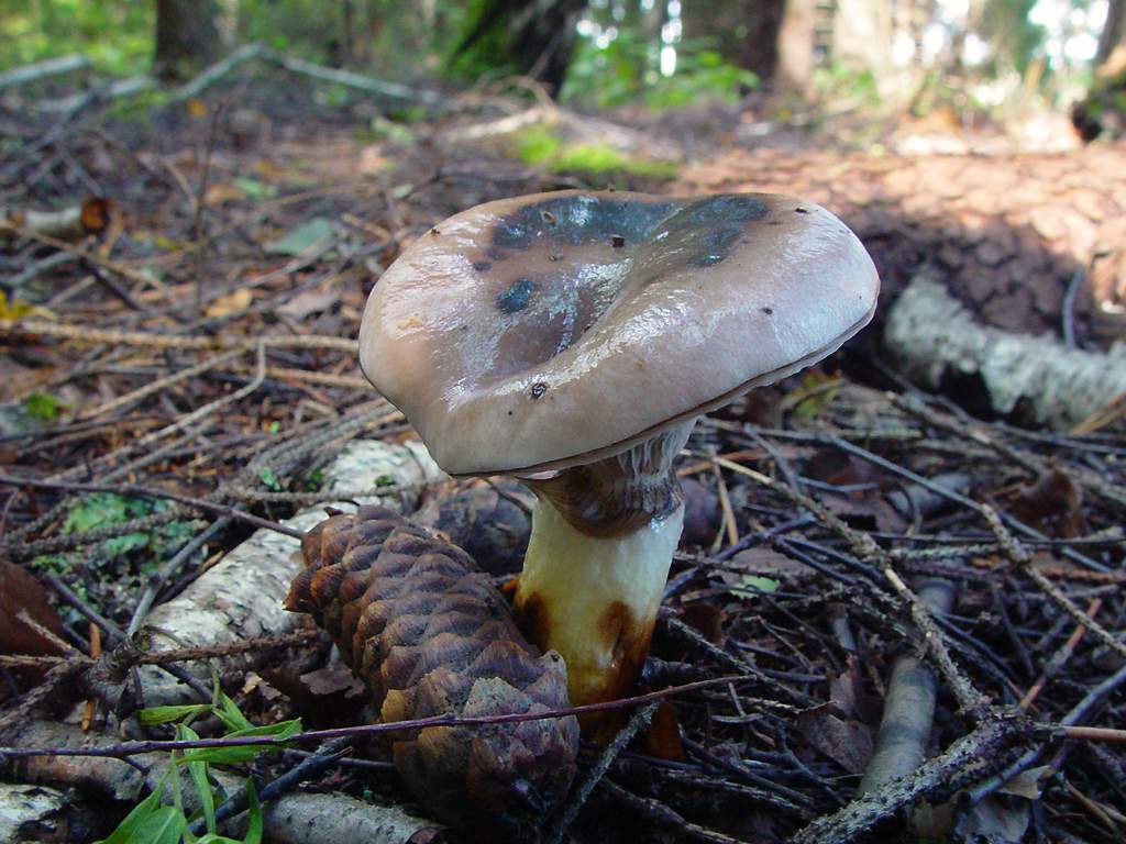 Larch slime spike — Photographs 1