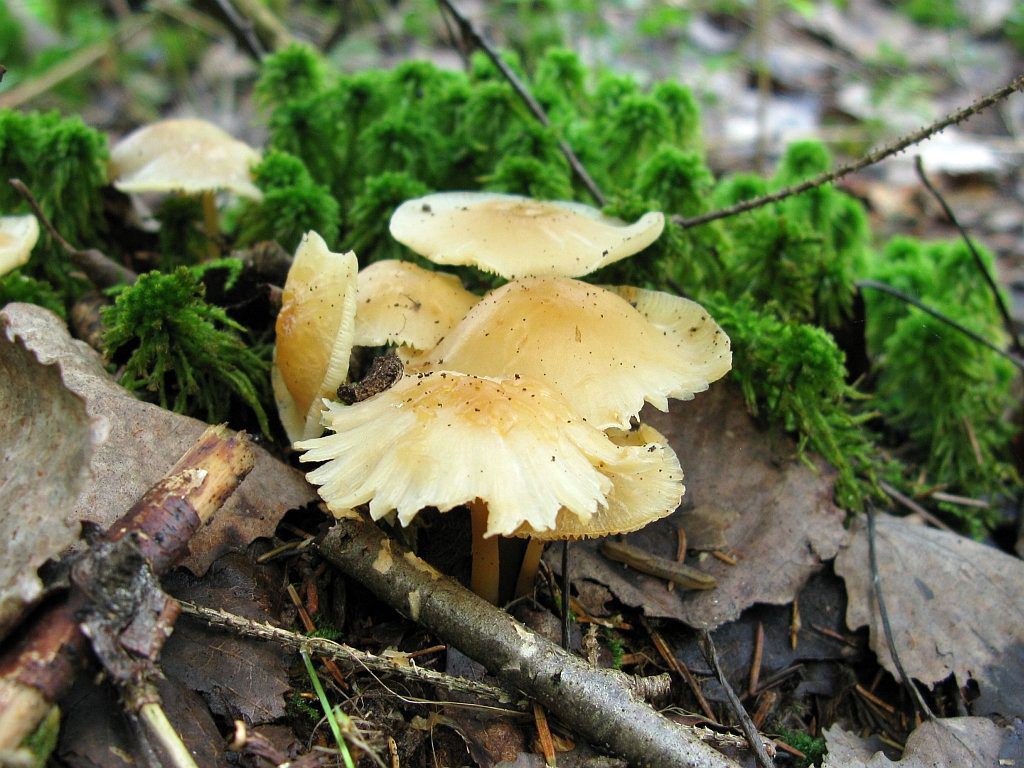 Gemeiner Waldfreund-Rübling — Fotos 1