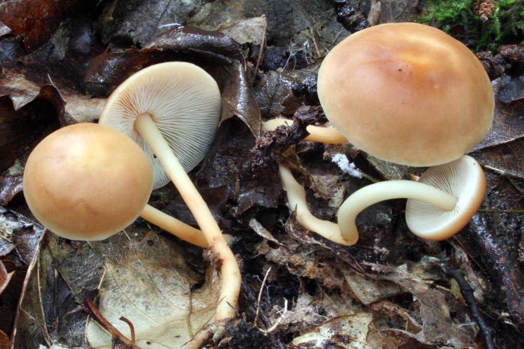 Gemeiner Waldfreund-Rübling — Fotos 2