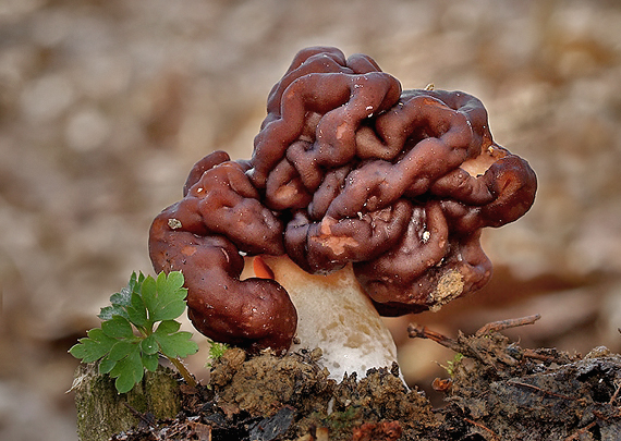False morel — Photographs 1